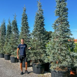 Jedľa srienistá (Abies concolor) - výška 350-400 cm, obvod kmeňa: 30/35 cm, kont. C230L